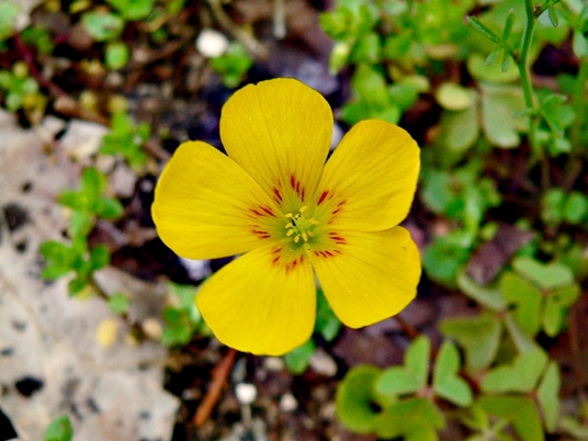 {Oxalis macrantha}